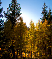 Leaves of Gold