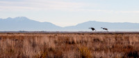 Sandhill Cranes, Monte Vista, CO