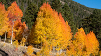 Fall Colors
