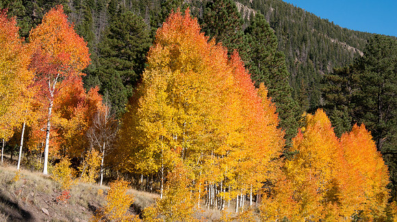 Fall Colors
